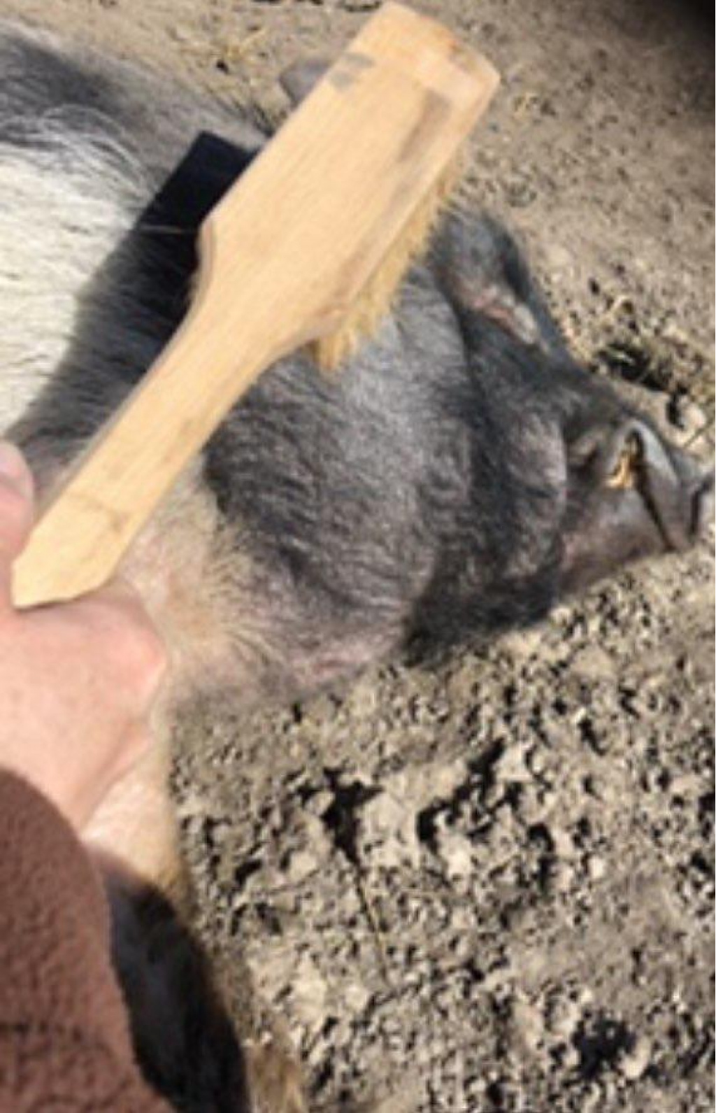 Familie Kunterbund 04 Familie Kunterbund 04